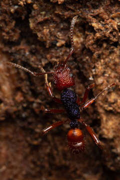 Image of Rhytidoponera croesus Emery 1901