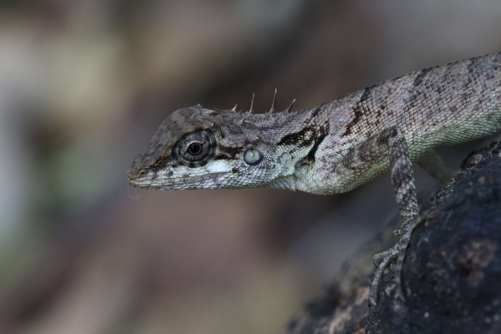 Image of Elliot's Forest Lizard