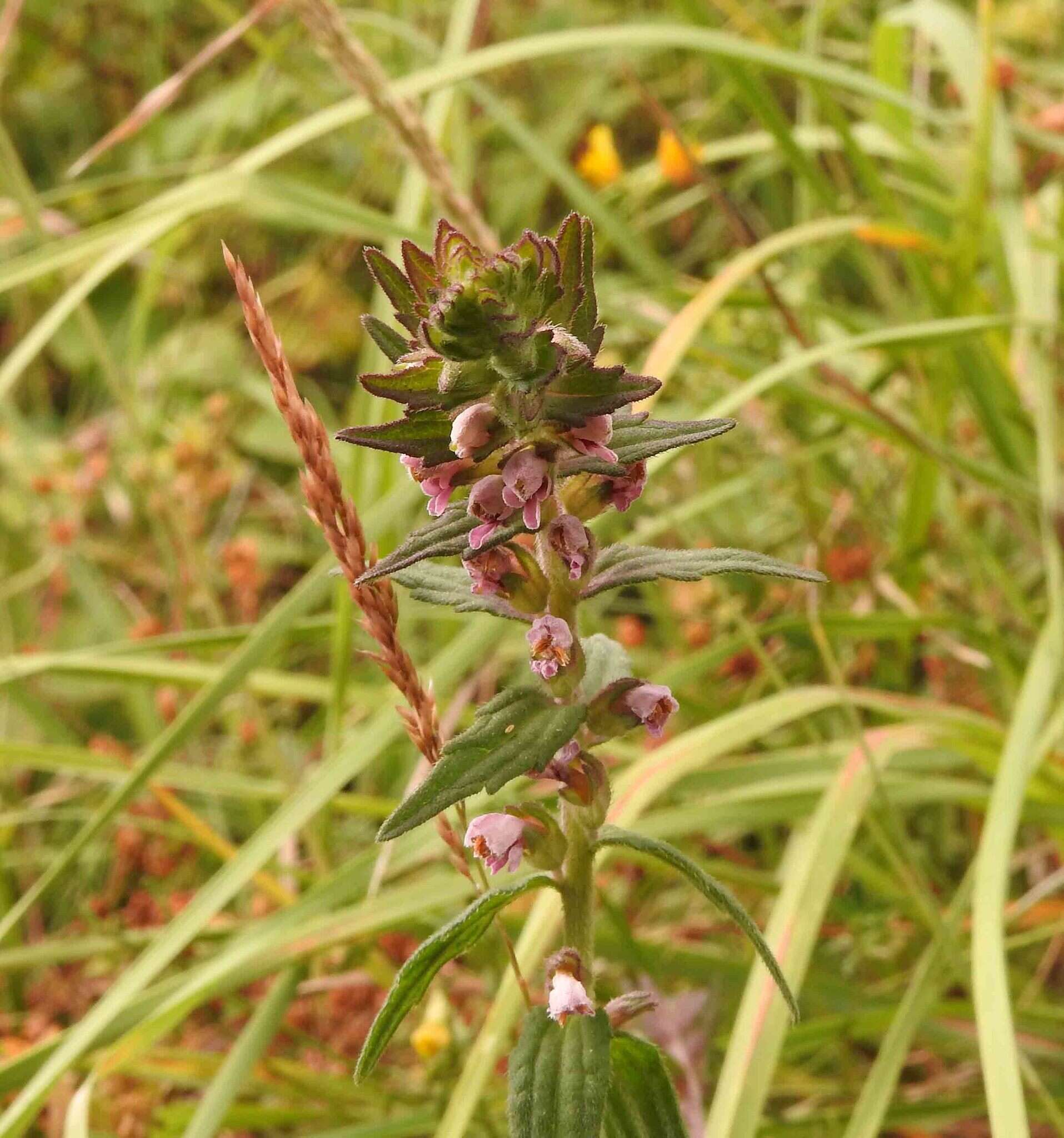 Image of red bartsia