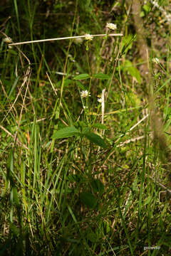 Image of Gomphrena elegans C. Mart.