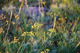 صورة Bupleurum bicaule Helm