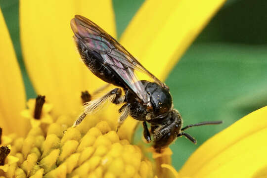 Pseudopanurgus labrosus (Robertson 1895)的图像