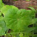 Image de Hydrocotyle callicephala Cham.