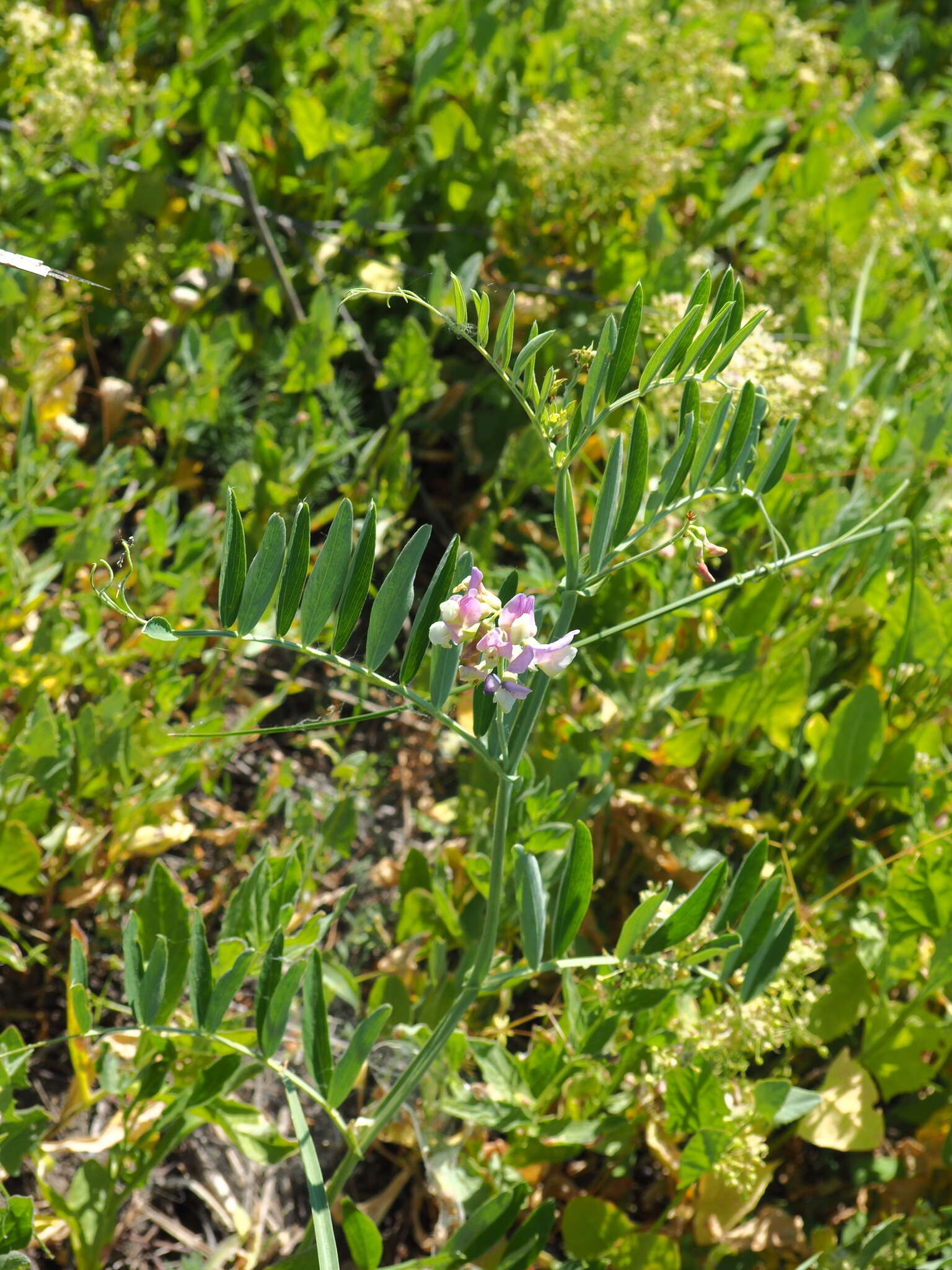 Lathyrus incurvus (Roth) Willd. resmi