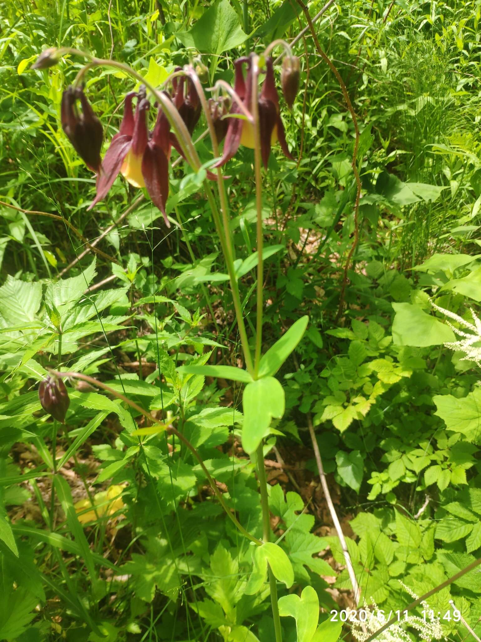 Plancia ëd Aquilegia oxysepala Trautv. & C. A. Mey.