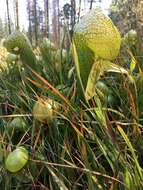 Image of California Pitcher Plant