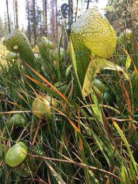 Image of California Pitcher Plant