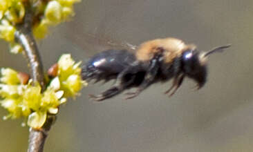 Imagem de Andrena carlini Cockerell 1901