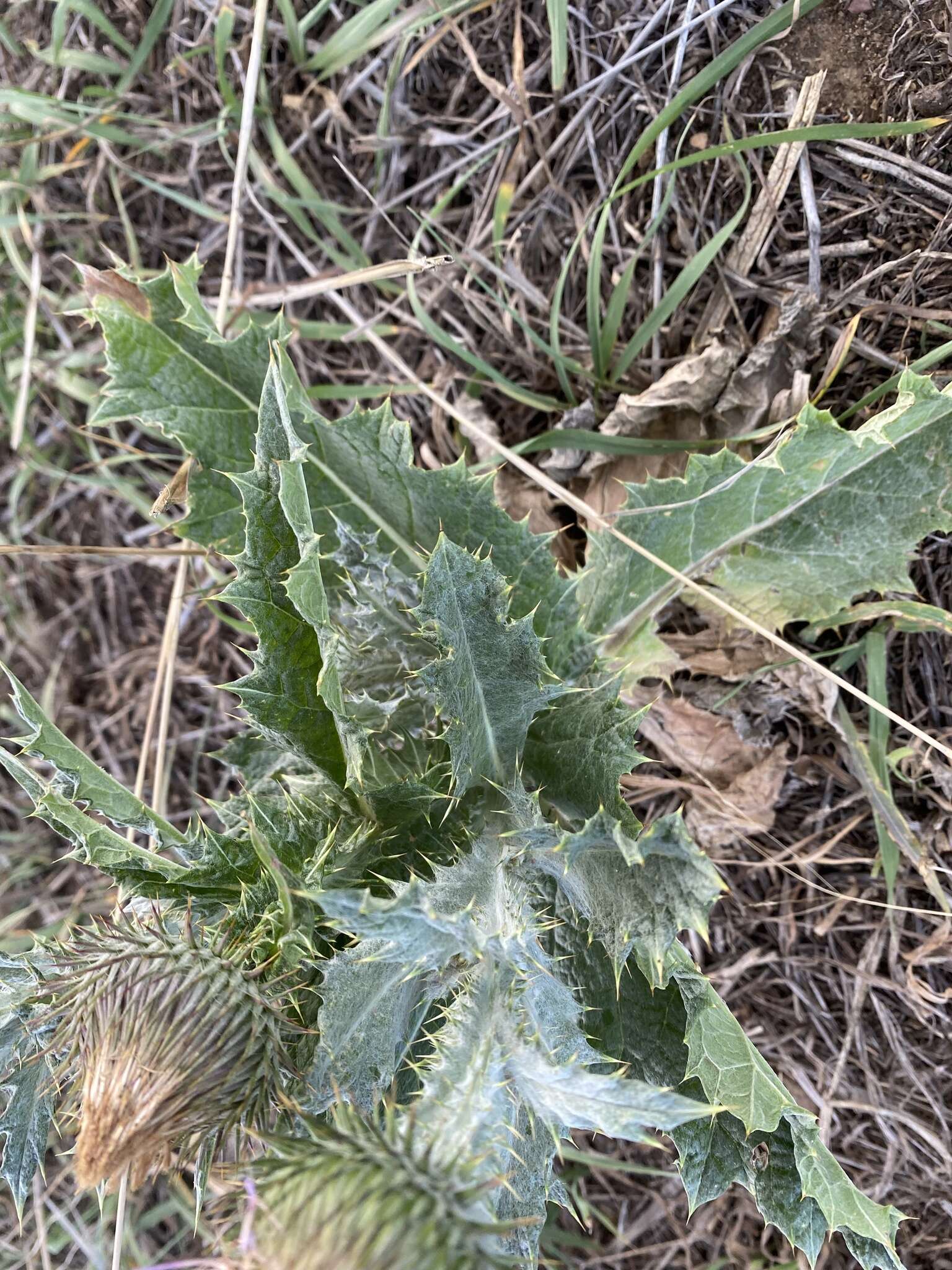 Image of <i>Onopordum <i>acanthium</i></i> subsp. acanthium