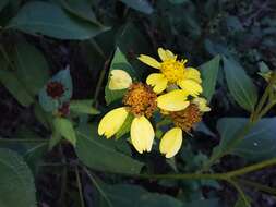 Image of Greenmaniella resinosa (S. Wats.) Sharp