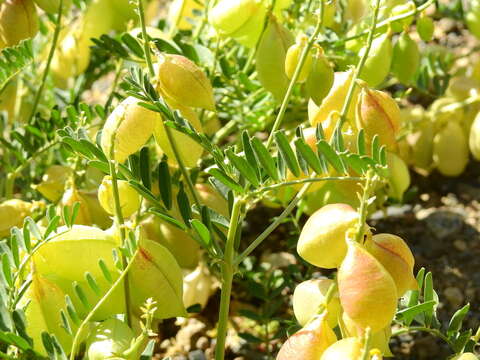 Image of Astragalus pehuenches Niederl.