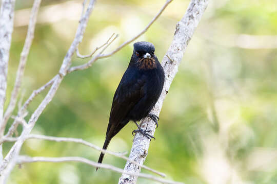 Image of Velvety Black Tyrant