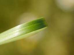 Image de Stipa pennata subsp. sabulosa (Pacz.) Tzvelev