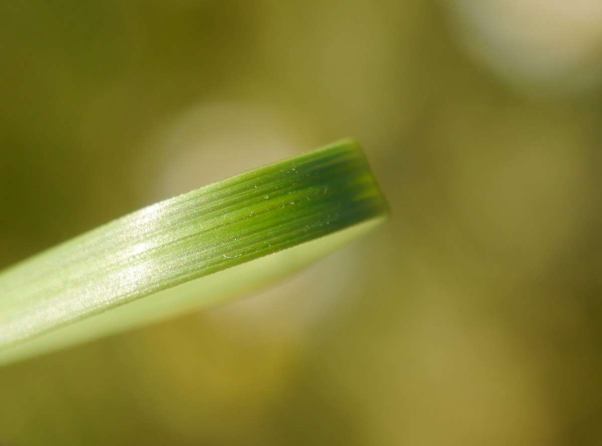 Imagem de Stipa pennata subsp. sabulosa (Pacz.) Tzvelev