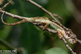 Image of Ngome Dwarf Chameleon