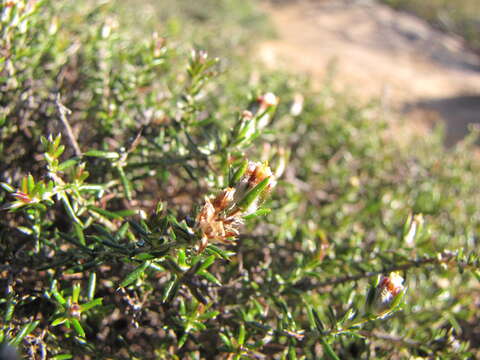 Image de Metalasia juniperoides Pillans