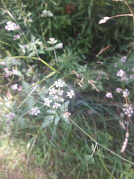 Image of Japanese hedge-parsley