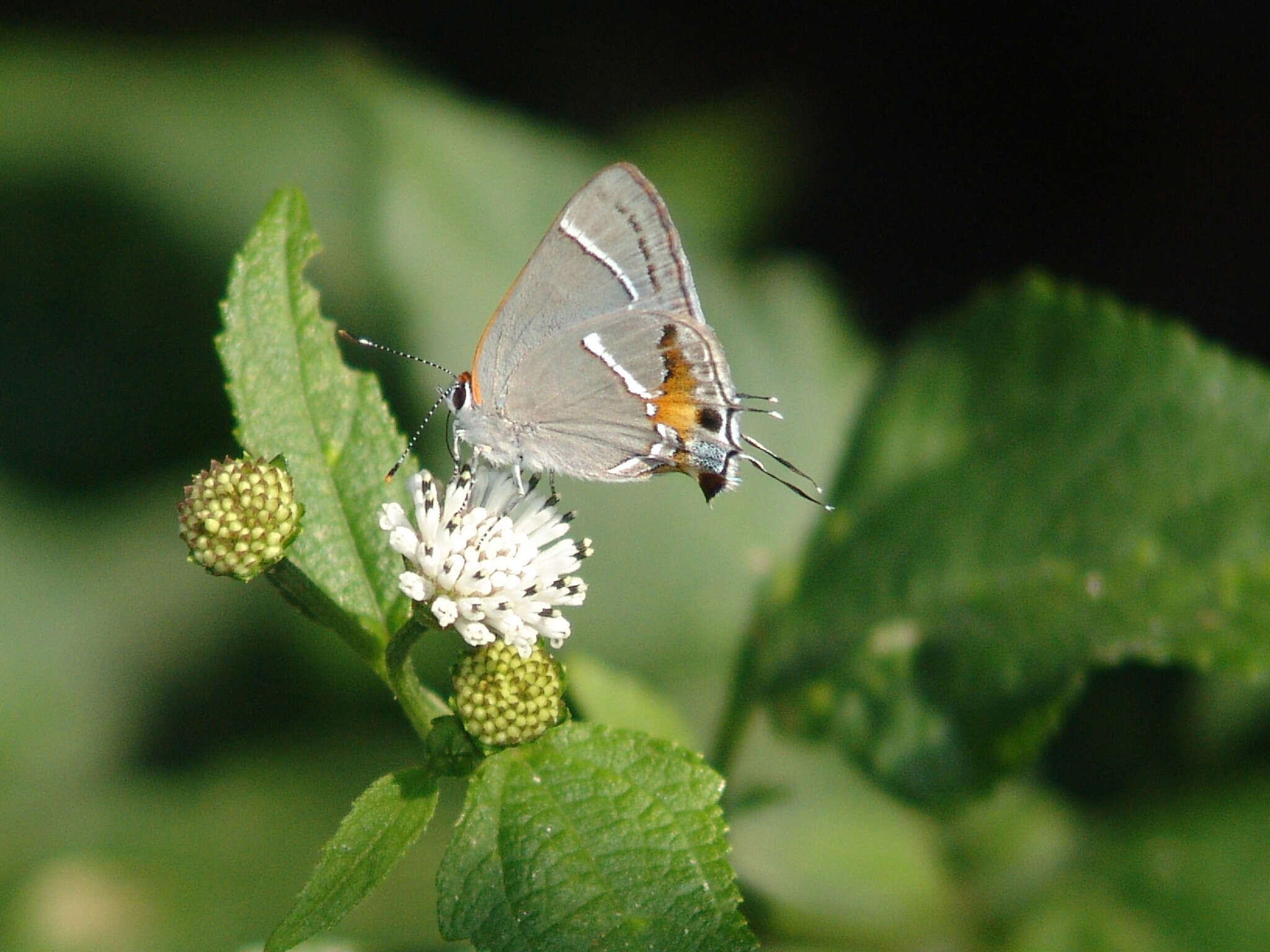 Image of Martial Scrub-Hairstreak