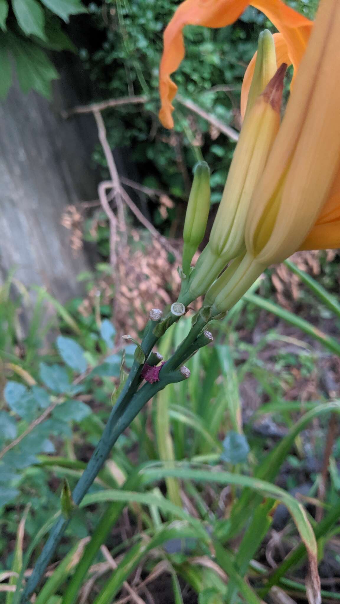 Image of Hemerocallis fulva var. fulva