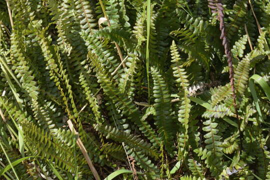 Plancia ëd Austroblechnum penna-marina subsp. alpina (R. Br.)