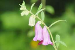 Sivun Sesamum indicum subsp. malabaricum (Burm.) Bedigian kuva