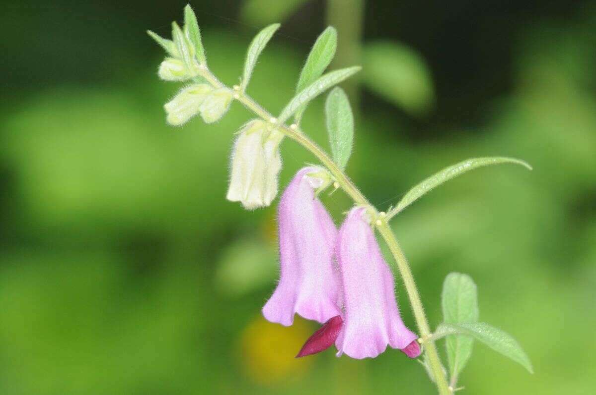 Sesamum indicum subsp. malabaricum (Burm.) Bedigian的圖片