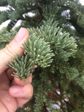 Image de Abies magnifica var. shastensis Lemmon