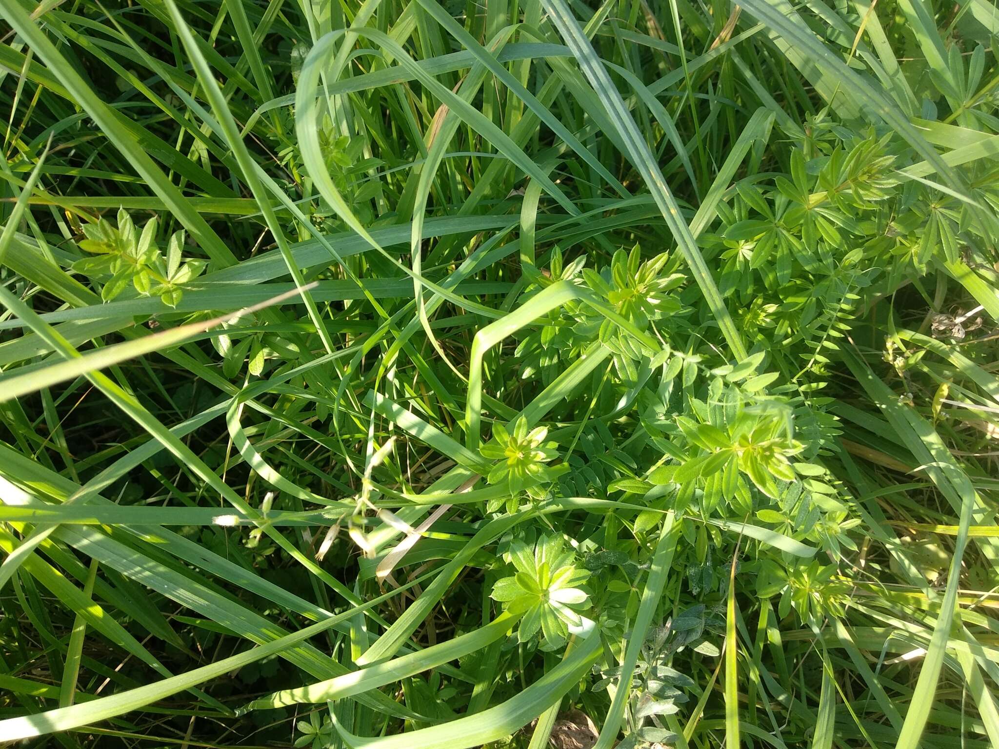 Image of Galium rivale (Sm.) Griseb.