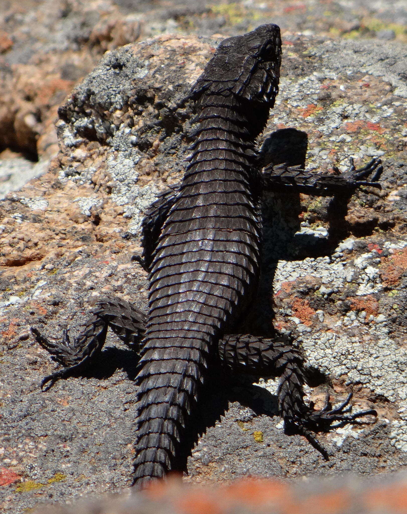 Image of Peers’ Girdled Lizard