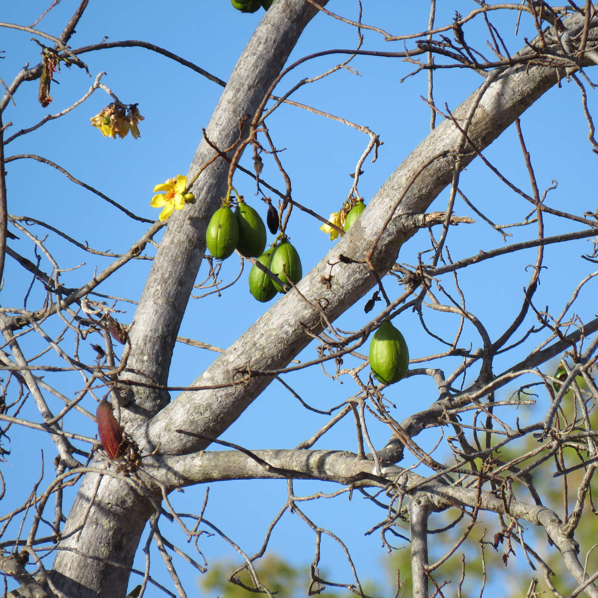 Imagem de Cochlospermum gillivraei Benth.