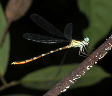 Image of Rhinagrion hainanense Wilson & Reels 2001