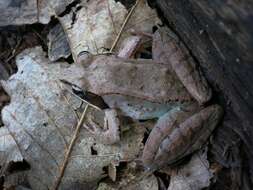 Image of Wood Frog