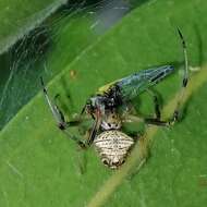 Image of Verrucosa coroico Lise, Kesster & Silva 2015