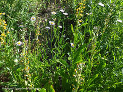 Image de Erigeron aliceae Howell