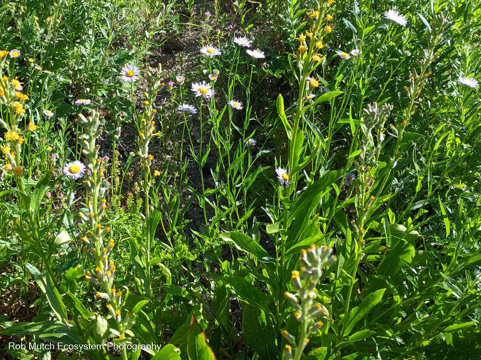 Image de Erigeron aliceae Howell