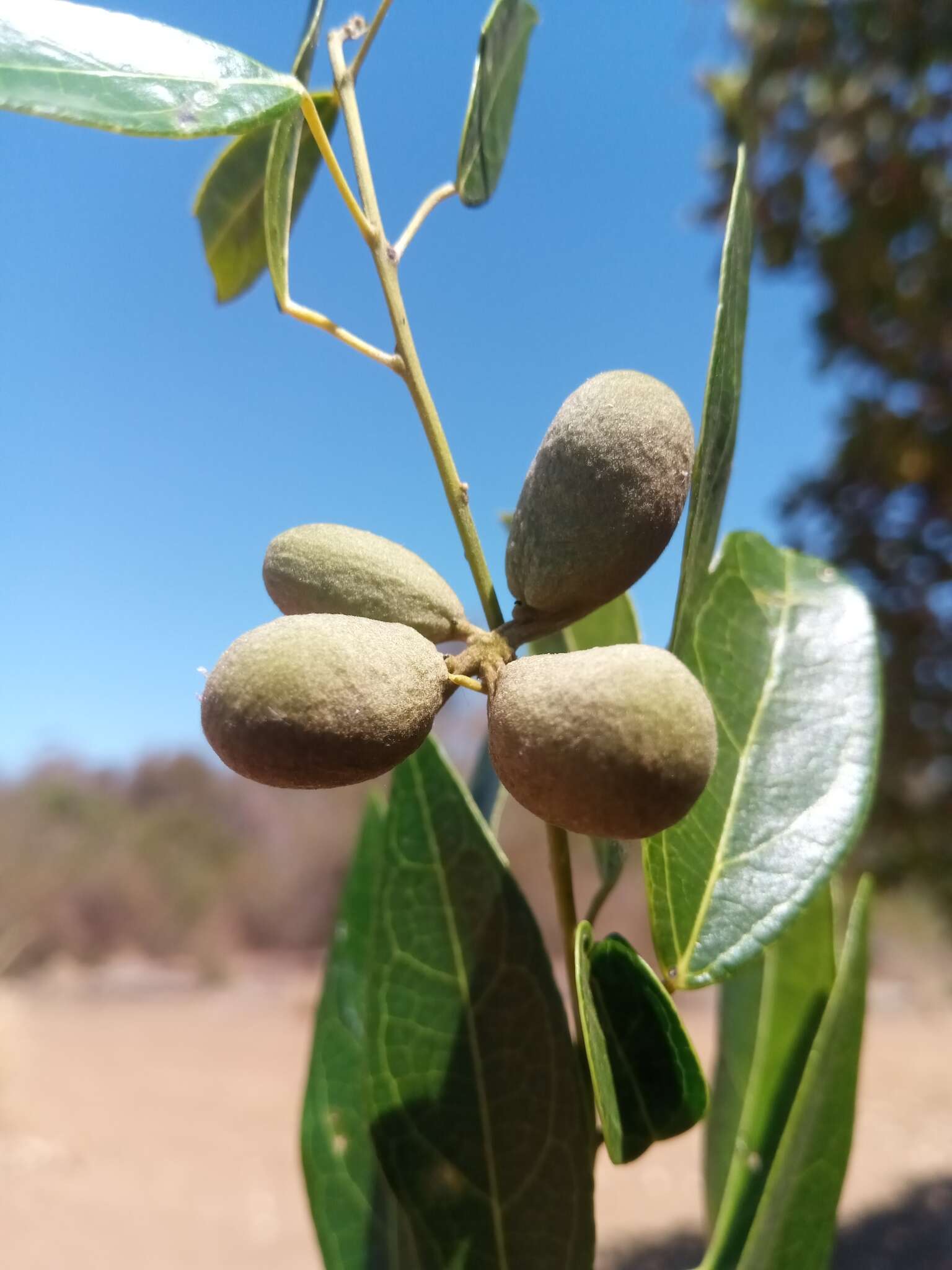 Image of Anisocycla grandidieri Baill.