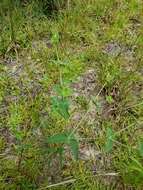 Image of Greater Florida spurge
