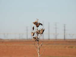 Image of plains yucca