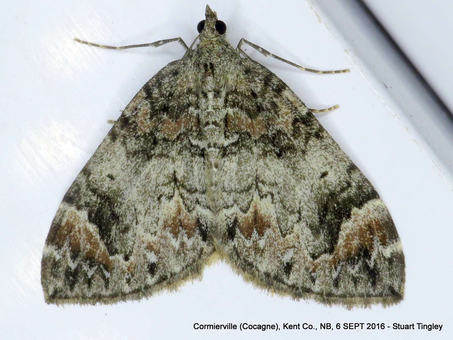 Image of Dark Marbled Carpet