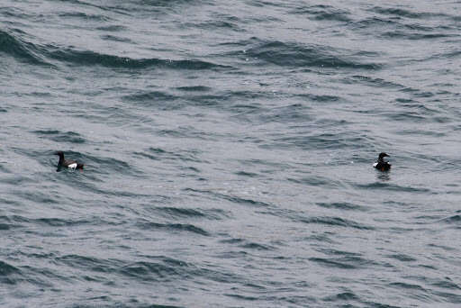 Image of Guillemots