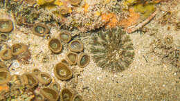 Image of collared sand anemone