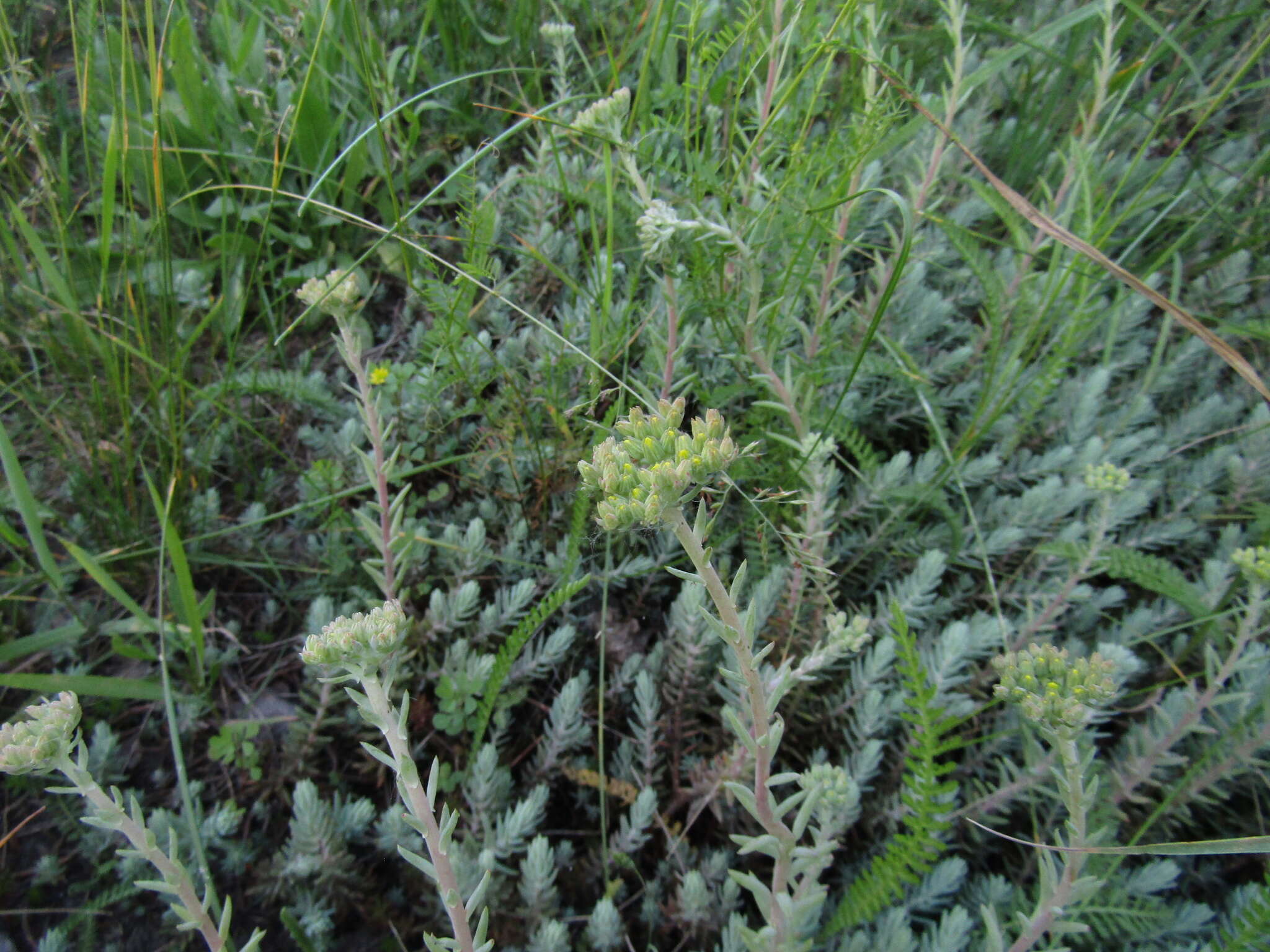 Image de Petrosedum orientale