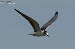 Image of White-winged Black Tern