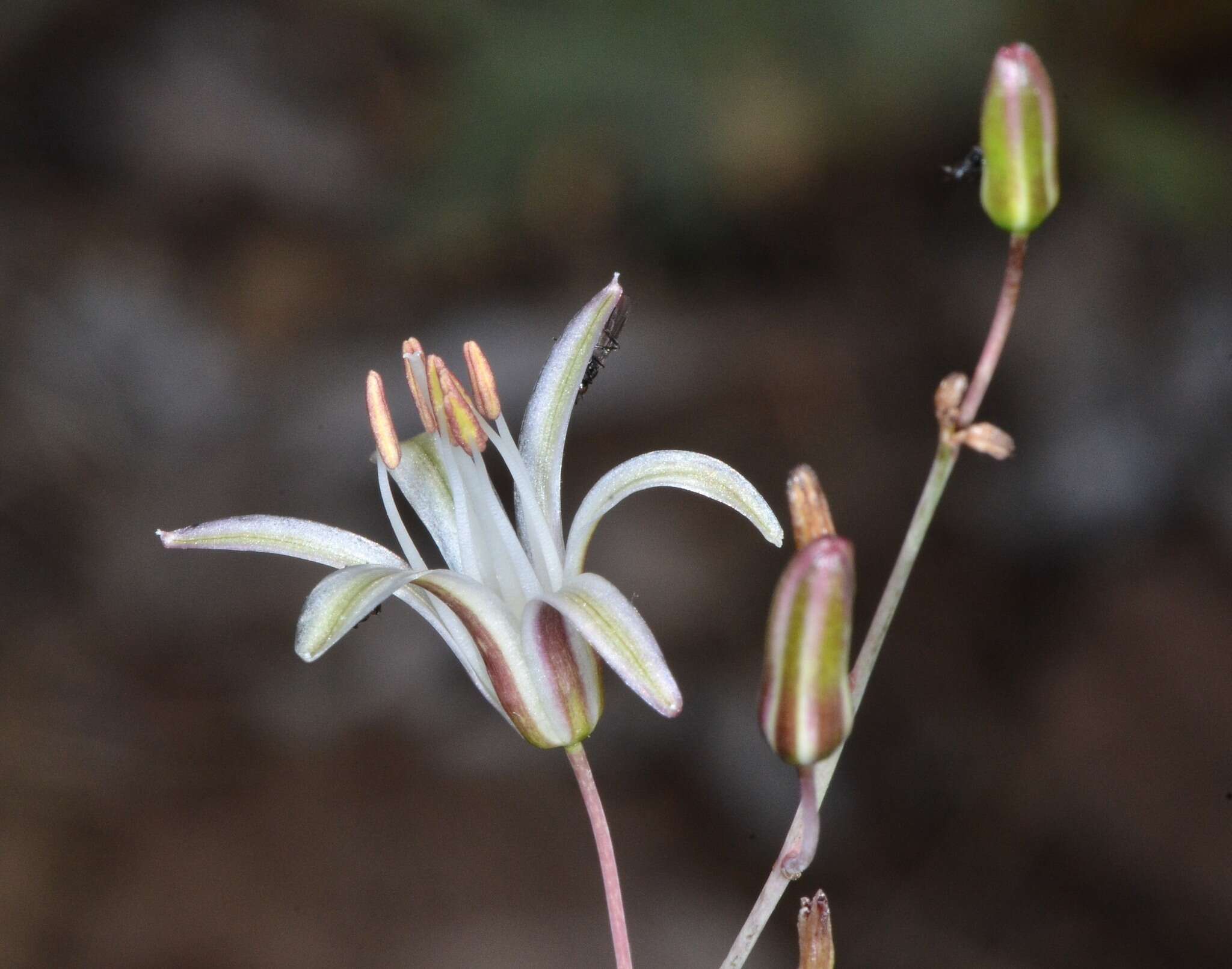 Image of narrowleaf soap plant