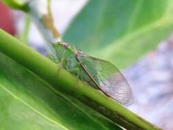 Image of Chlorocysta vitripennis (Westwood 1851)