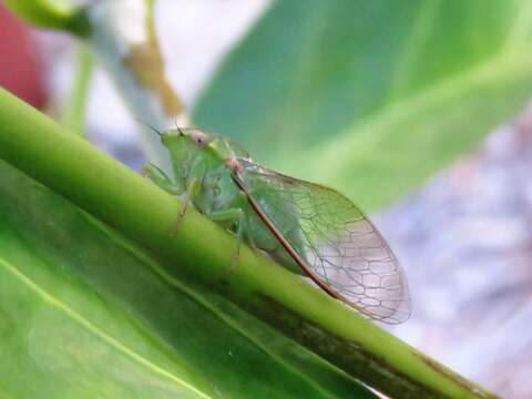 Sivun Chlorocysta vitripennis (Westwood 1851) kuva