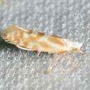 Imagem de Argyresthia freyella Walsingham 1890