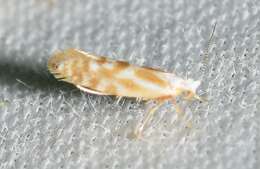 Imagem de Argyresthia freyella Walsingham 1890