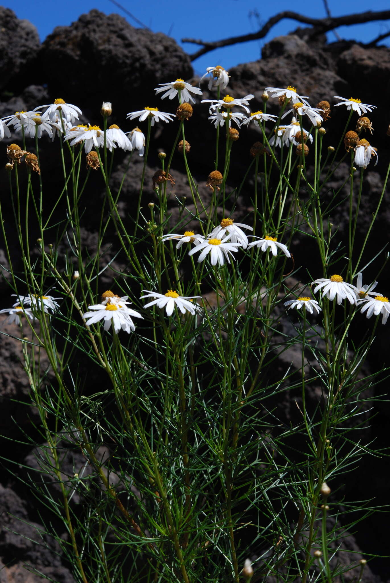 Image of Argyranthemum gracile Sch. Bip.