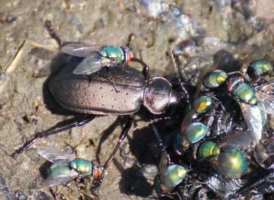 Imagem de Calosoma (Campalita) maderae (Fabricius 1775)